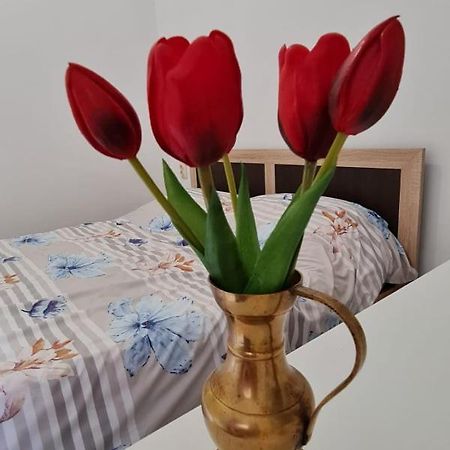 Studio Pico Клуж-Напока Экстерьер фото